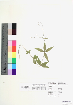 primary herbarium image