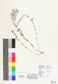 primary herbarium image