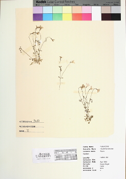 primary herbarium image