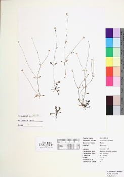 primary herbarium image