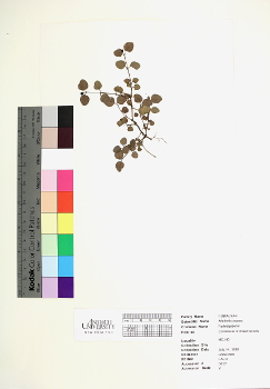 primary herbarium image
