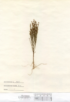 primary herbarium image