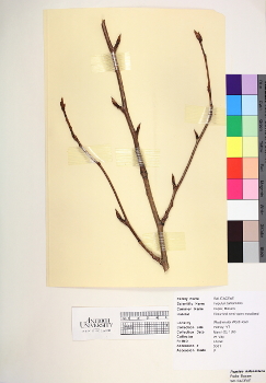 primary herbarium image