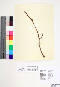 primary herbarium image