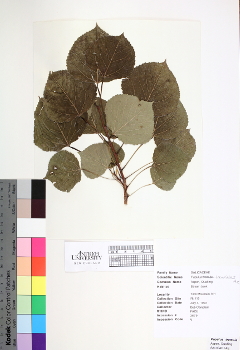 primary herbarium image