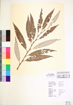 primary herbarium image