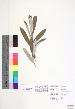 primary herbarium image