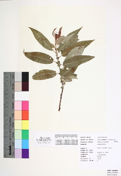 primary herbarium image