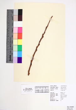 primary herbarium image