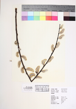 primary herbarium image
