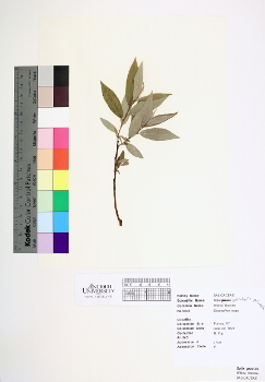 primary herbarium image