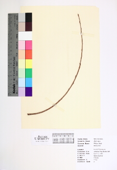 primary herbarium image