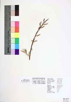 primary herbarium image