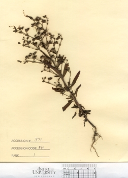 primary herbarium image