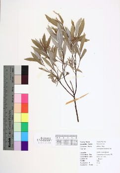 primary herbarium image