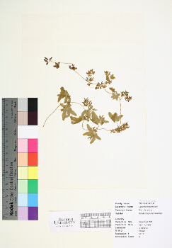 primary herbarium image