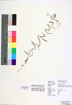 primary herbarium image