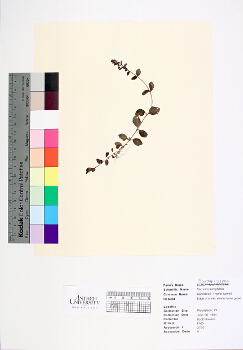 primary herbarium image