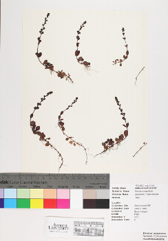 primary herbarium image