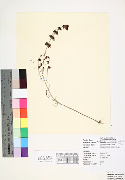 primary herbarium image