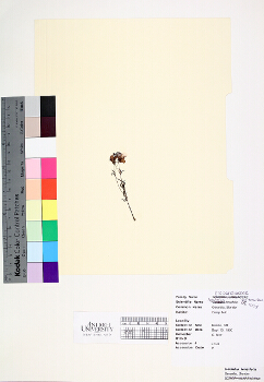 primary herbarium image