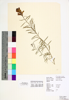 primary herbarium image