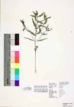 primary herbarium image