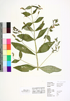 primary herbarium image