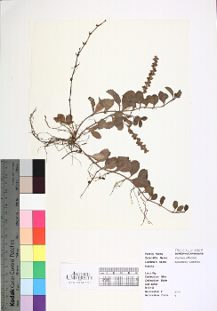 primary herbarium image