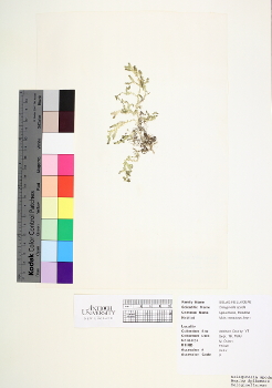 primary herbarium image