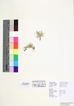 primary herbarium image