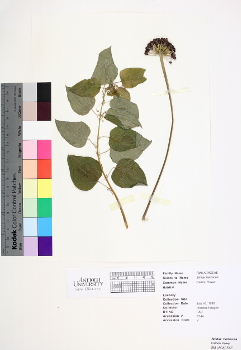 primary herbarium image