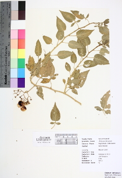 primary herbarium image