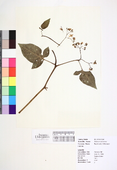 primary herbarium image