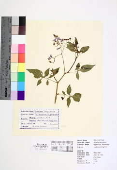 primary herbarium image