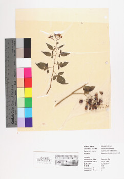 primary herbarium image