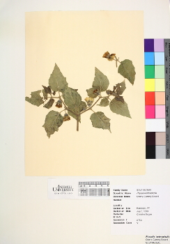 primary herbarium image