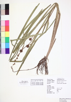 primary herbarium image