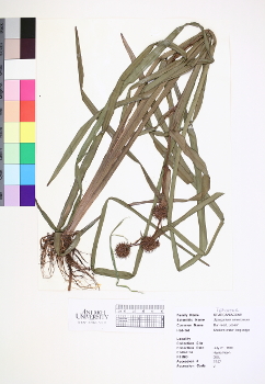 primary herbarium image