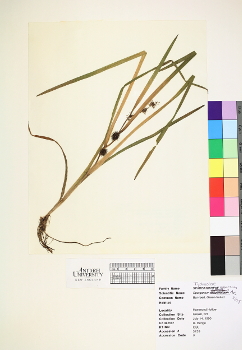 primary herbarium image