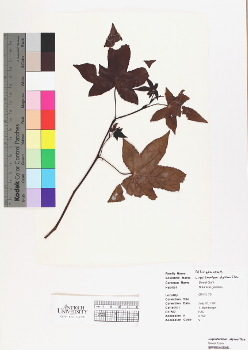 primary herbarium image