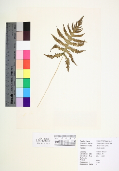 primary herbarium image