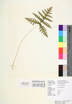 primary herbarium image