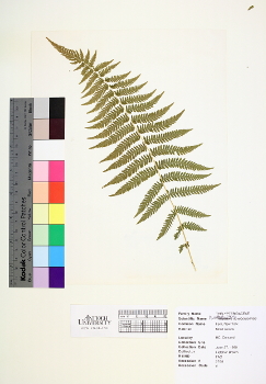 primary herbarium image