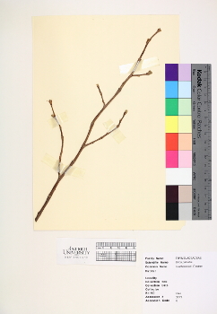 primary herbarium image