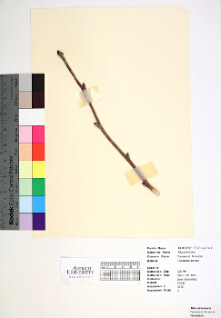 primary herbarium image