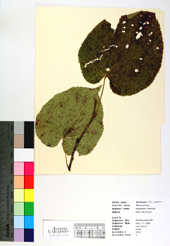 primary herbarium image
