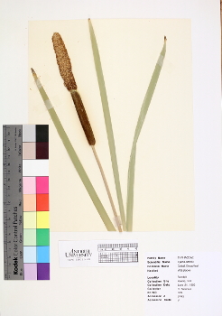 primary herbarium image