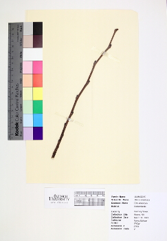 primary herbarium image