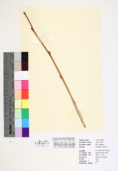 primary herbarium image